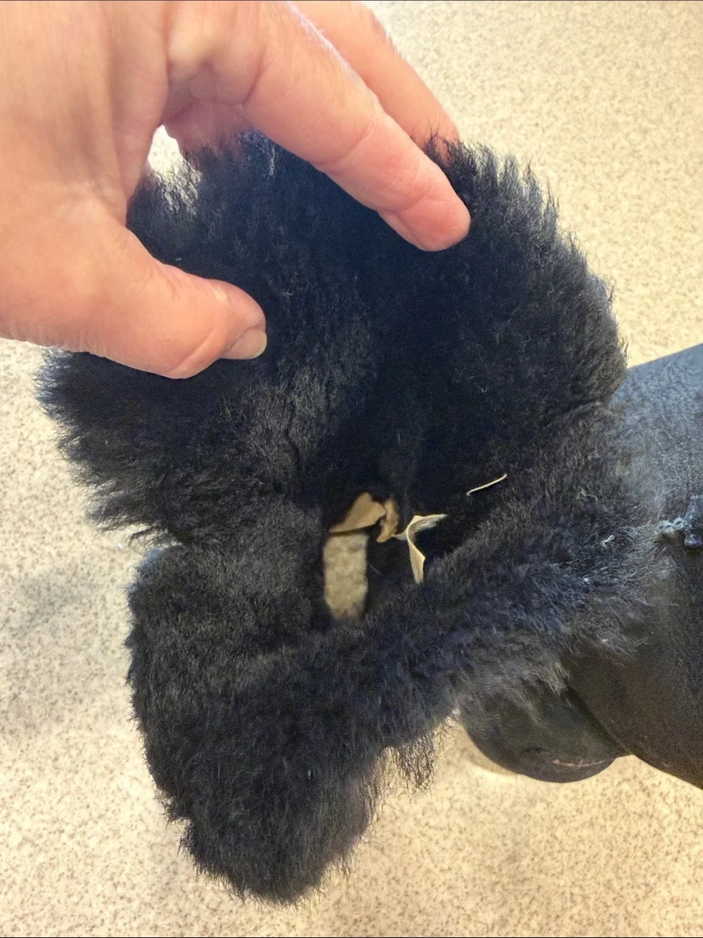 UGG Black Shearling-Lined Short Winter Boots